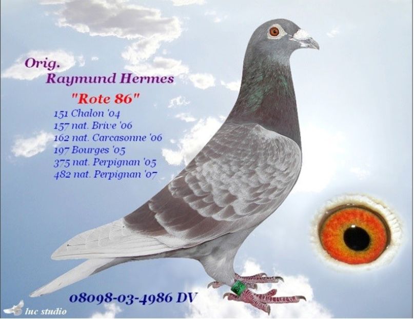 hermes - Ascendentii porumbeilor mei 2018