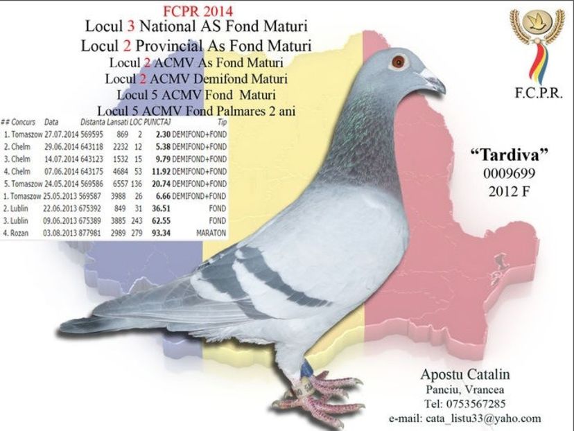 tardiva - Ascendentii porumbeilor mei 2018