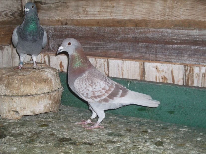  - Ascendentii porumbeilor mei 2018