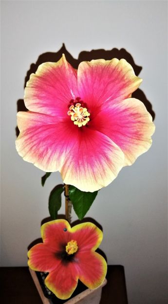  - Hibiscusi