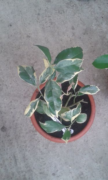 Citrus medica gigant pestriț - Plantele mele 2018