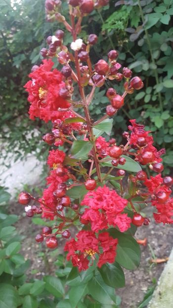 Dynamite - Lagerstroemia indica 2018