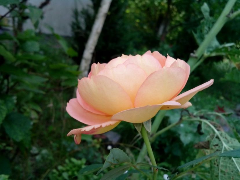  - Lady of Shallot