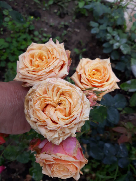  - CHERRY BRANDY TH 3