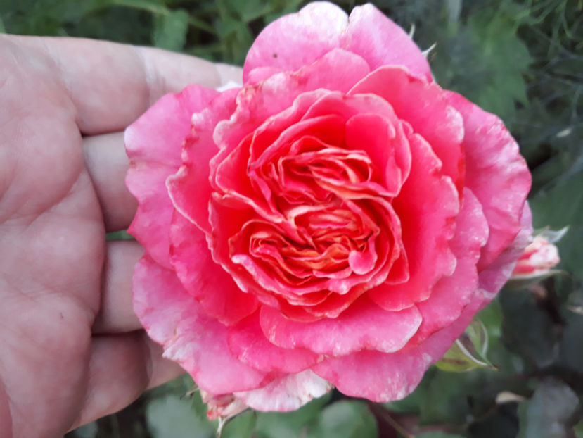  - JEF L ARTISTE Massad 3