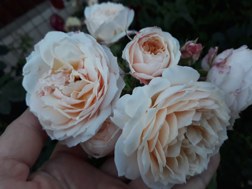  - CROCUS ROSE David Austin 3