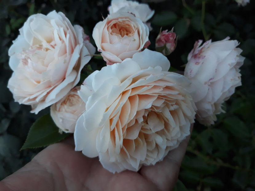  - CROCUS ROSE David Austin 3