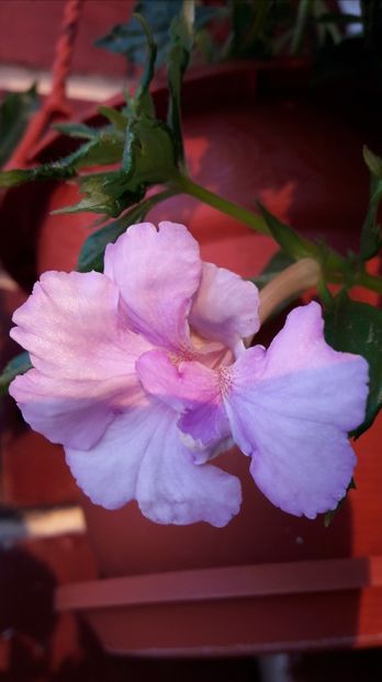 Made in heaven - 09 Achimenes 2018