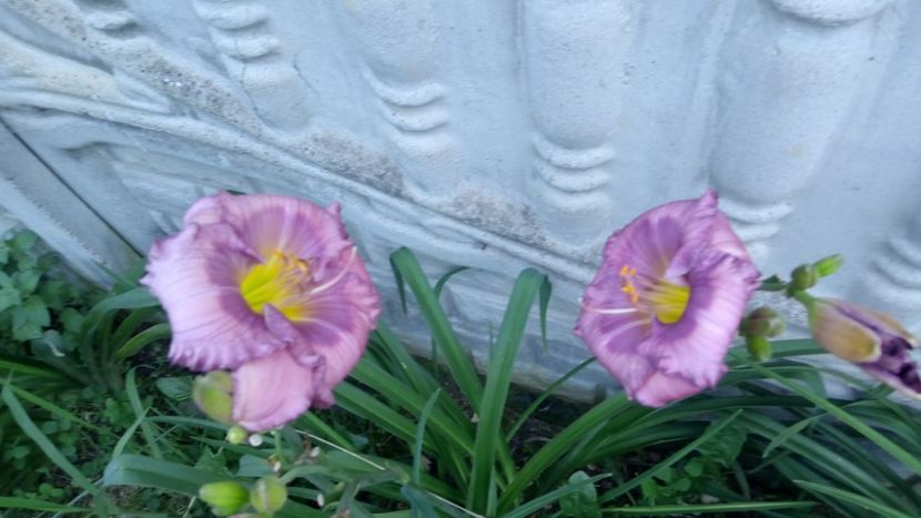  - 2018 Hemerocallisi II