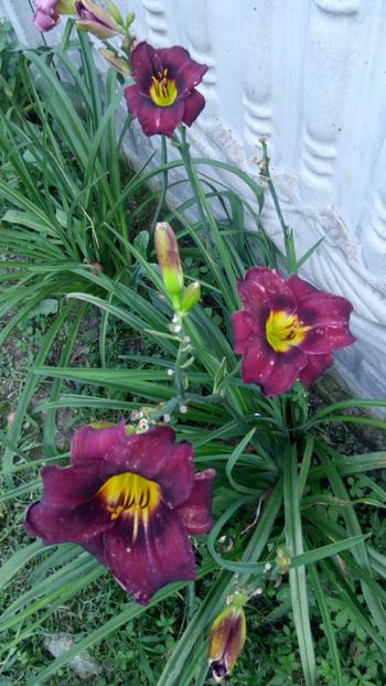  - 2018 Hemerocallisi II