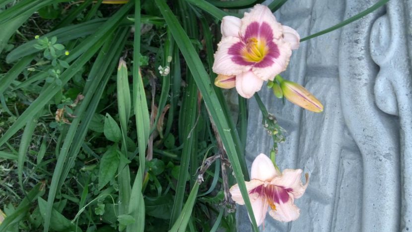  - 2018 Hemerocallisi II