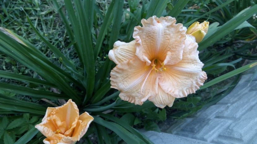  - 2018 Hemerocallisi II