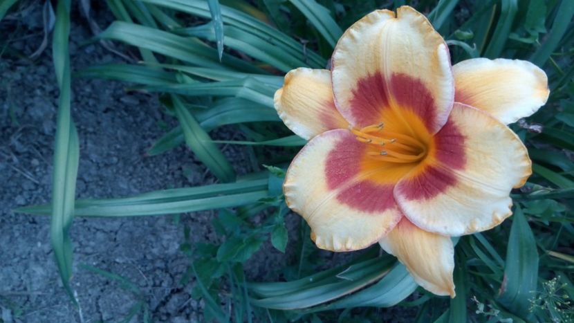  - 2018 Hemerocallisi II