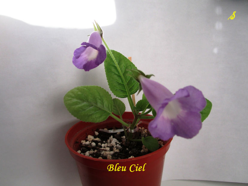 Bleu Ciel(16-07-2018) - Sinningii 2018