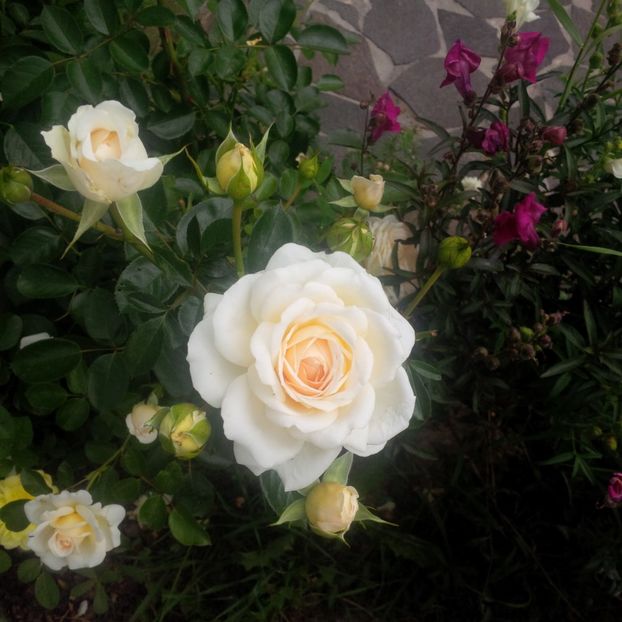  - gradina iulie 2018