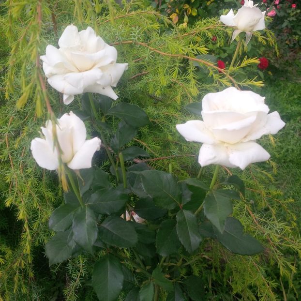  - gradina iulie 2018