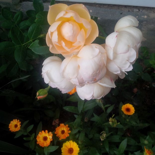  - gradina iulie 2018