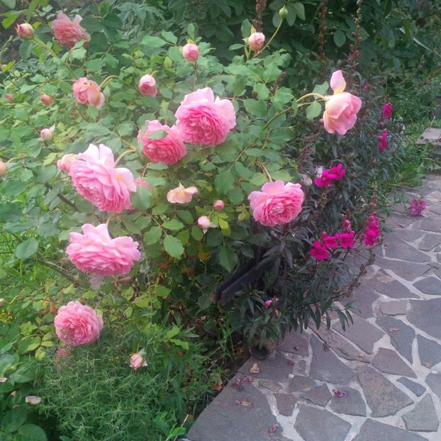  - gradina iulie 2018