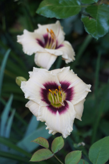 Snowy Eyes - Hemerocallis 2018- 2019