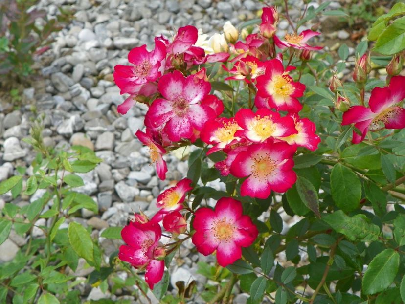Star Profusion - Trandafiri 2018 4