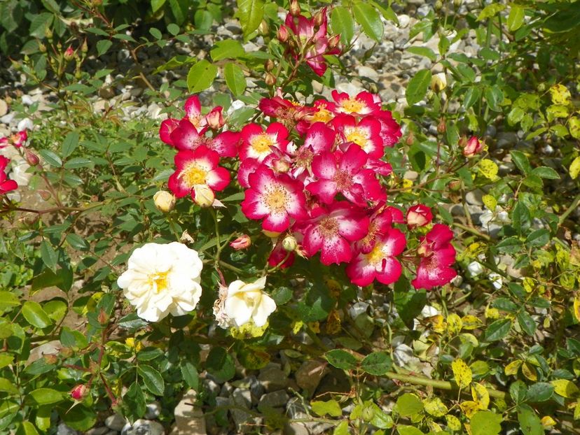 Star Profusion si Danae - Trandafiri 2018 4