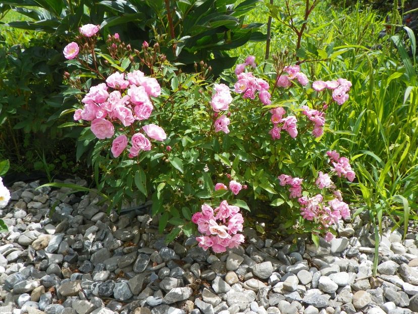 Heavenly Pink - Trandafiri 2018 4