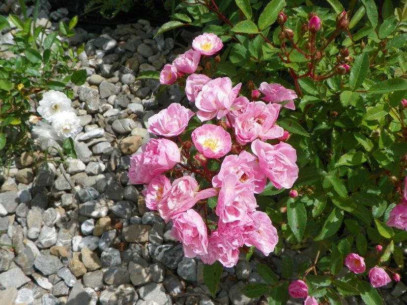 Heavenly Pink - Trandafiri 2018 4