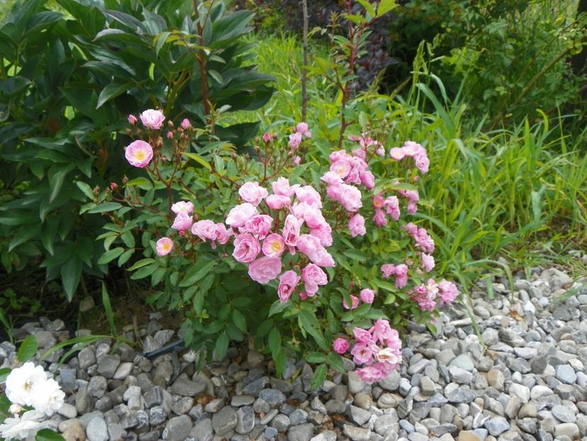 Heavenly Pink - Trandafiri 2018 4