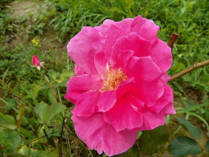 Katy Road Pink - Trandafiri 2018 4