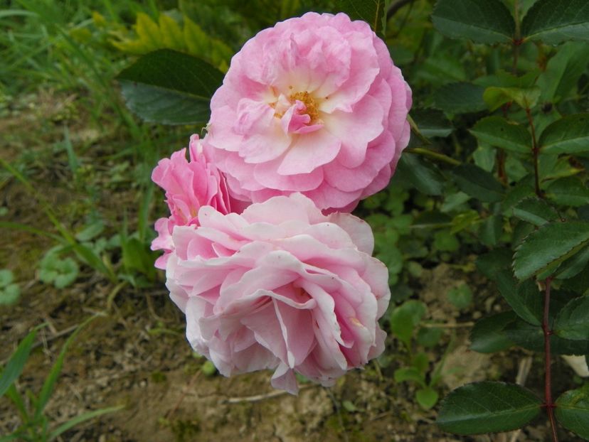 Pink Prosperity - Trandafiri 2018 4