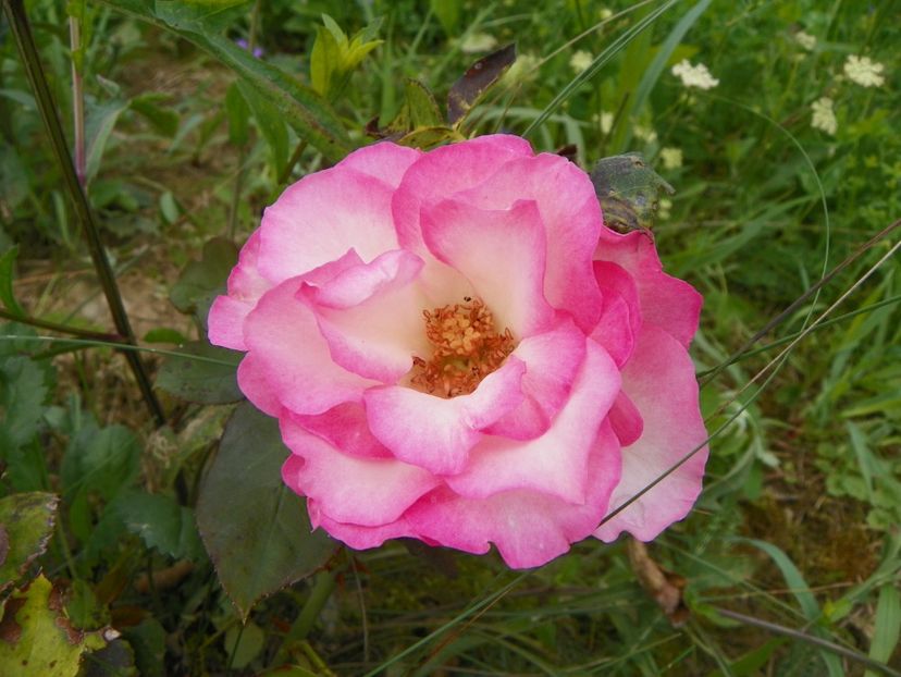 Bordure Rose - Trandafiri 2018 4