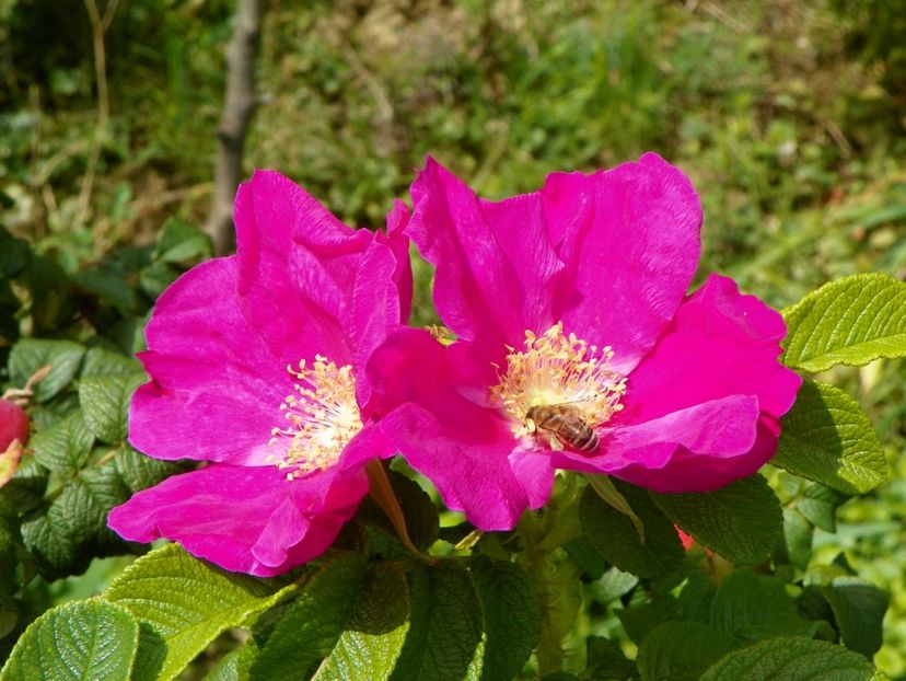 rosa rugosa Rubra - Trandafiri 2018 4