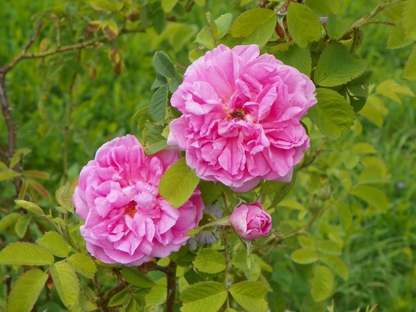 Autumn Damask - Trandafiri 2018 4