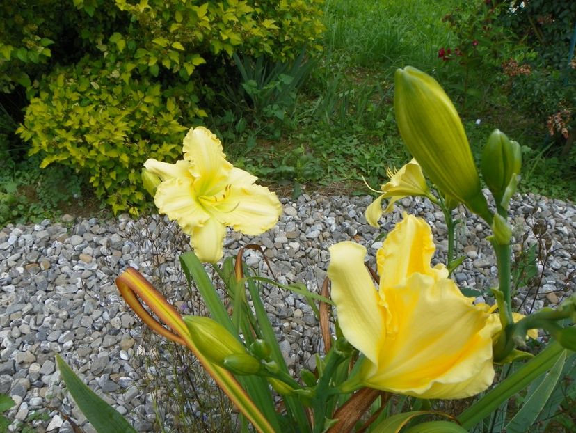 hemerocallis Yazoo Elsie Hintson - Dobarland 2018 3