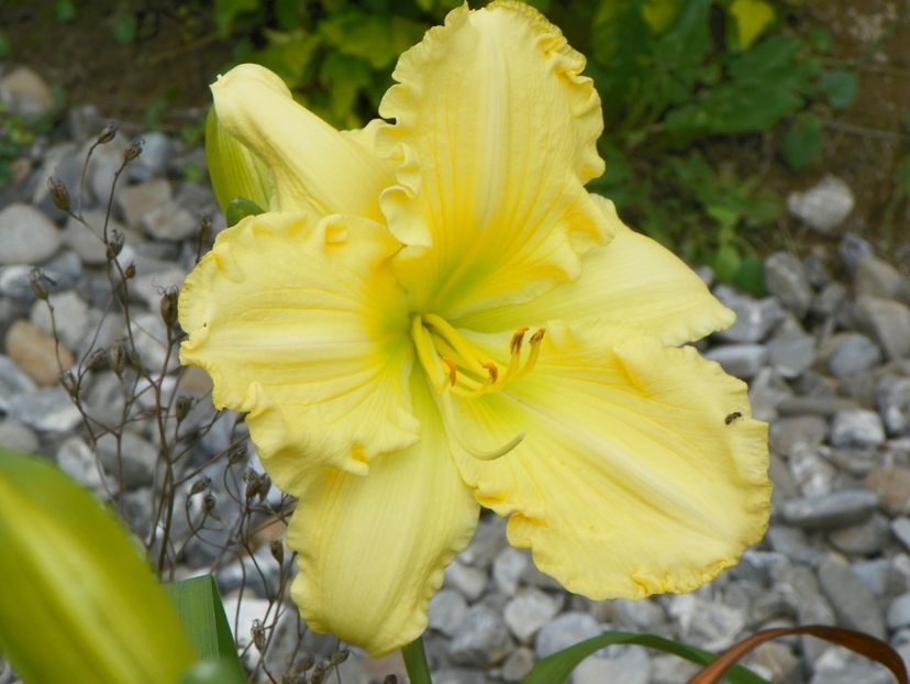hemerocallis Yazoo Elsie Hintson - Dobarland 2018 3