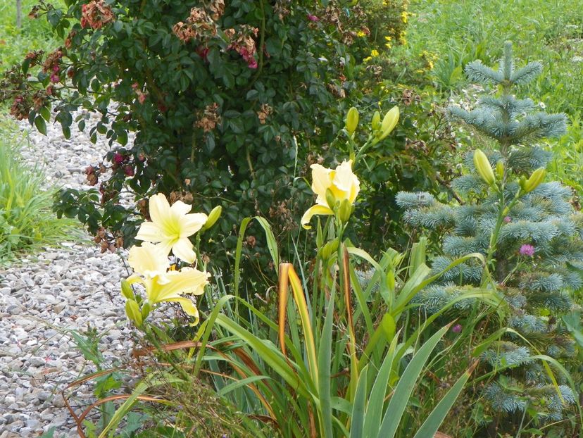 hemerocallis Yazoo Elsie Hintson - Dobarland 2018 3