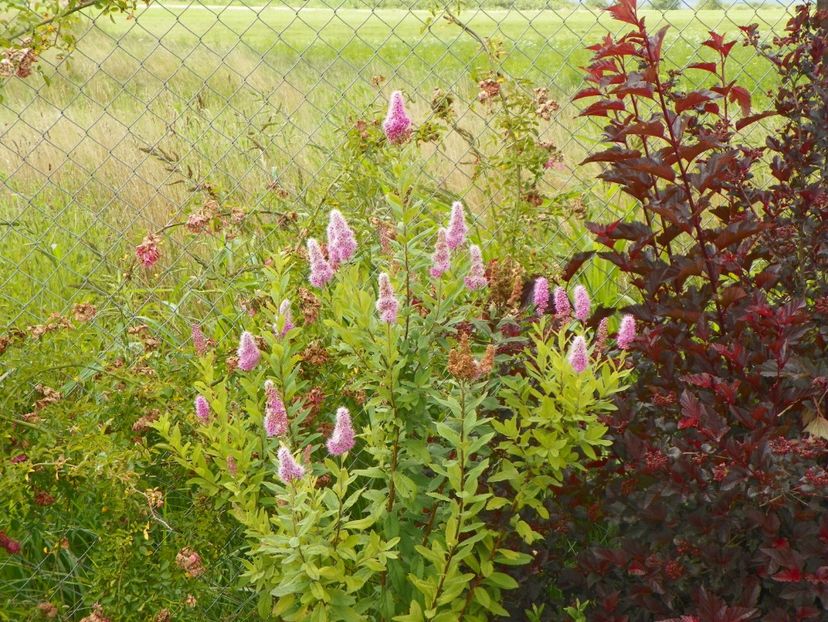 spiraea billardii Triumphans - Dobarland 2018 3