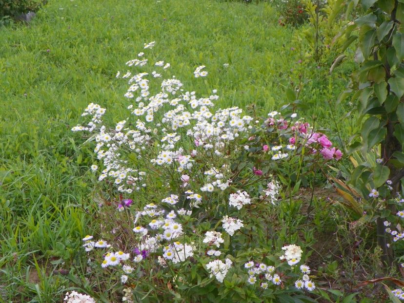 erigeron annuus - Dobarland 2018 3