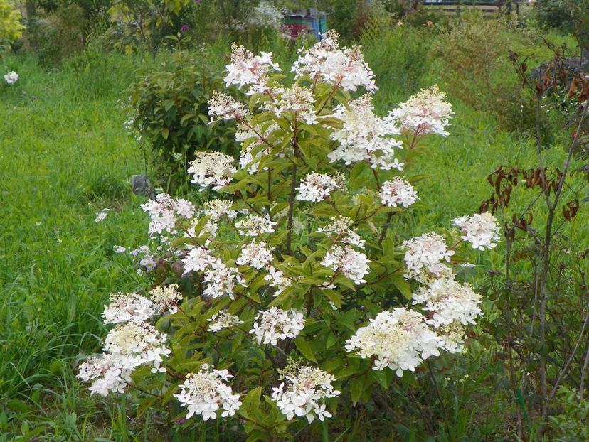 hydrangea paniculata Phantom - Dobarland 2018 3