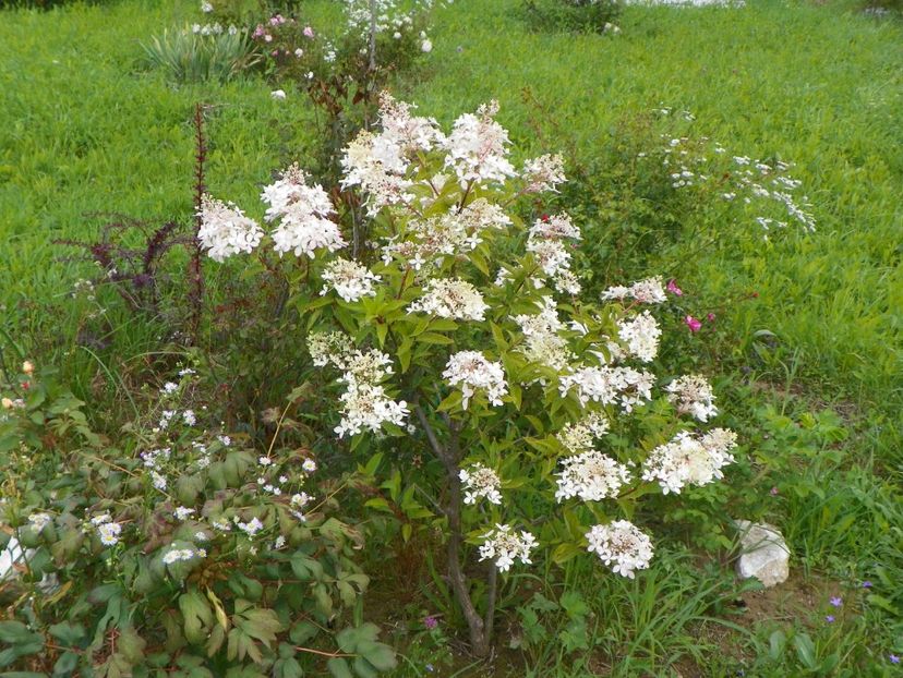 hydrangea paniculata Phantom - Dobarland 2018 3