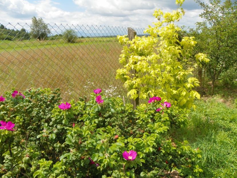 acer negundum Kelly's Gold si rugosa Rubra - Dobarland 2018 3