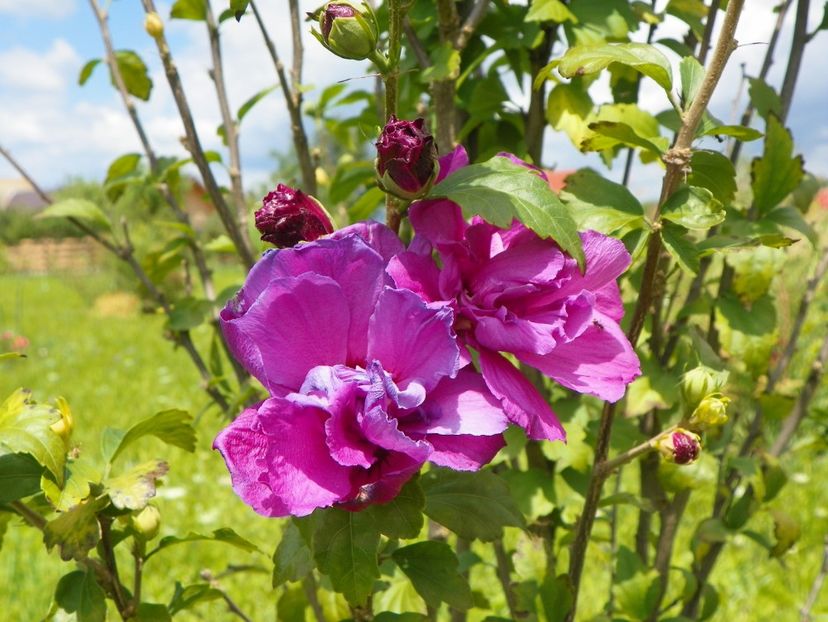 hibiscus syriacus Duc de Brabant - Dobarland 2018 3