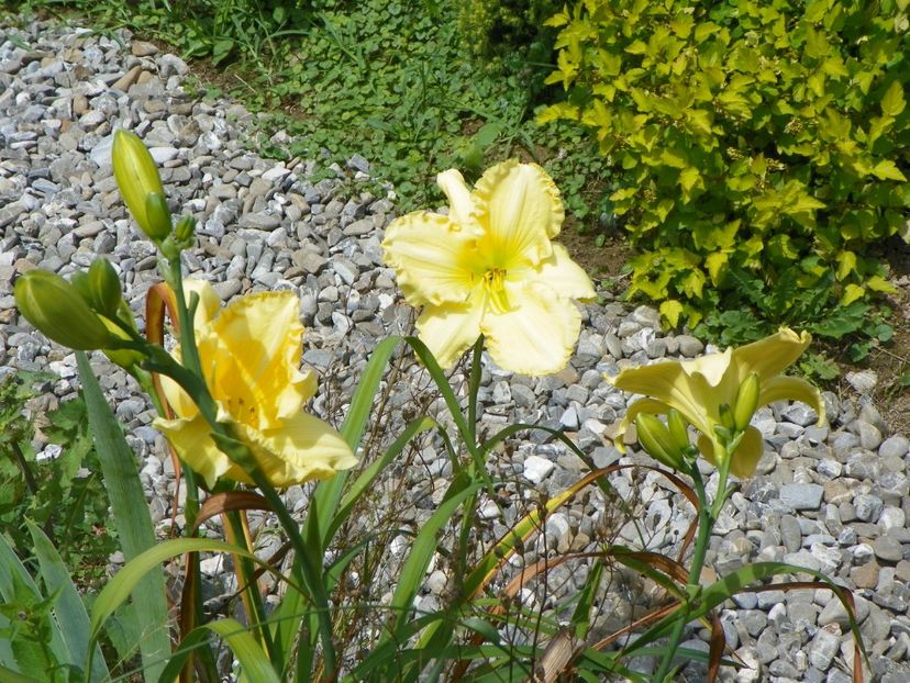 hemerocallis Yazoo Elsie Hintson - Dobarland 2018 3