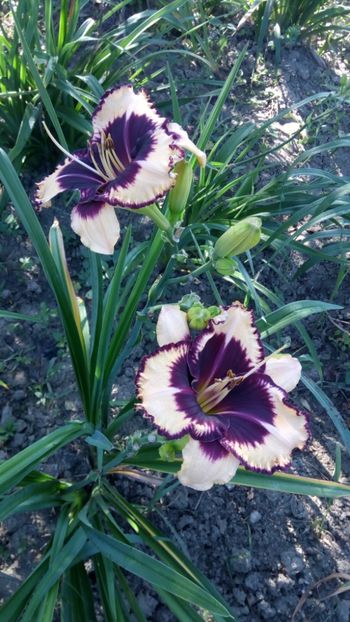 TIGER blody - 2018 Hemerocallisi II