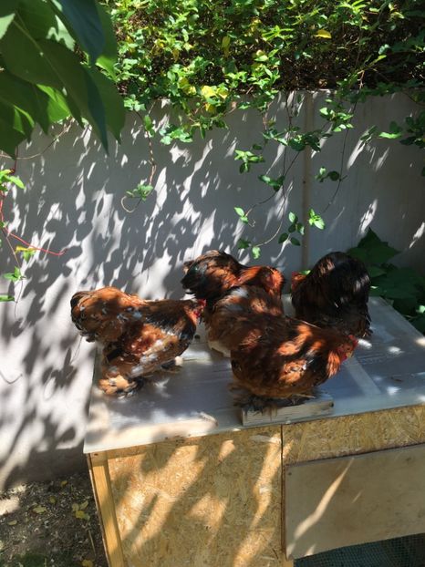 3FA8DF8E-5587-4CE3-9C96-A4C8FCCCB720 - DE VANZARE