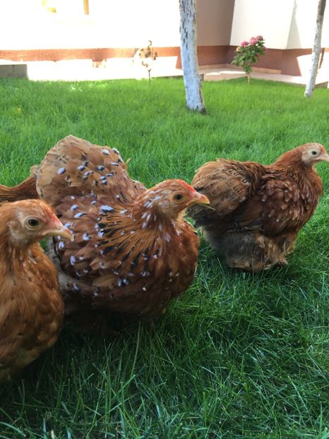 8991228B-2F03-482F-A06D-ED8531DD354C - DE VANZARE