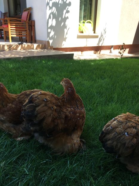 0F2F2FE7-B4CB-4295-86D4-99B12DBF66ED - DE VANZARE