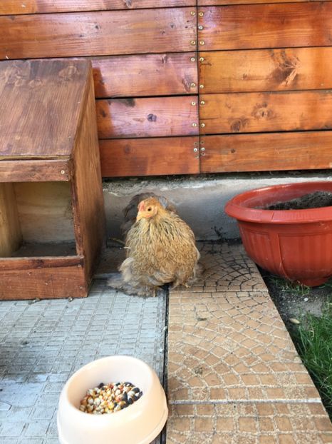 4AD9BB0A-9609-4371-BFFD-FBC585E20F9D - DE VANZARE