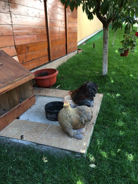 8DA42B5D-BB53-4F41-992A-89CE405282B6 - DE VANZARE