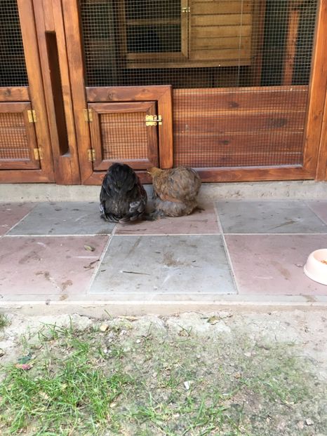 01906798-5E53-4E37-840B-E8F4F3303A59 - DE VANZARE